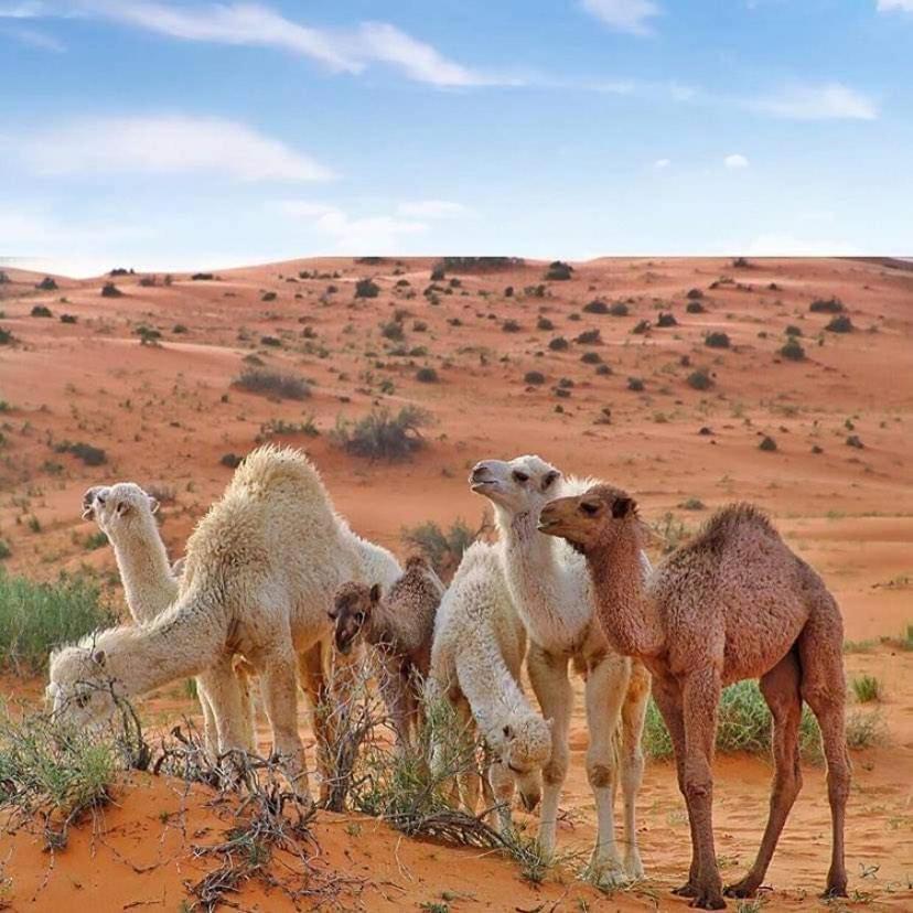 וואדי רם Enad Desert Camp מראה חיצוני תמונה